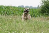CANE CORSO 1123